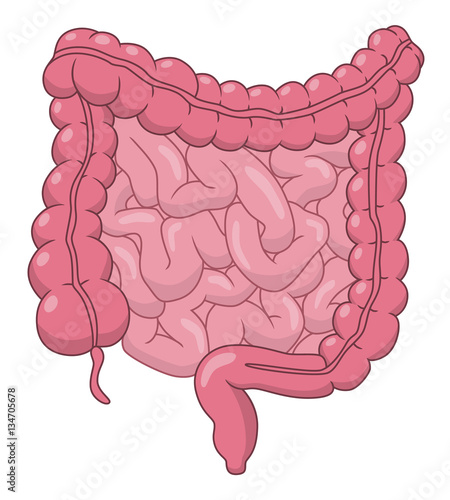 Intestines