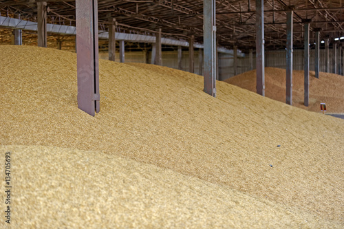 Wheat grain stored in threshing floor