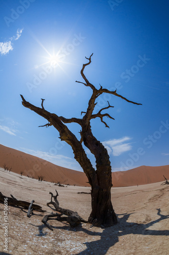 The desert landscape 