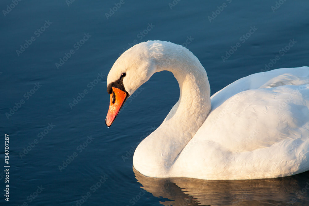 Swan on the lake in the winter drinking water. His body reflected in the water. Swan on the lake in the winter drinking water. His body reflected in the water.