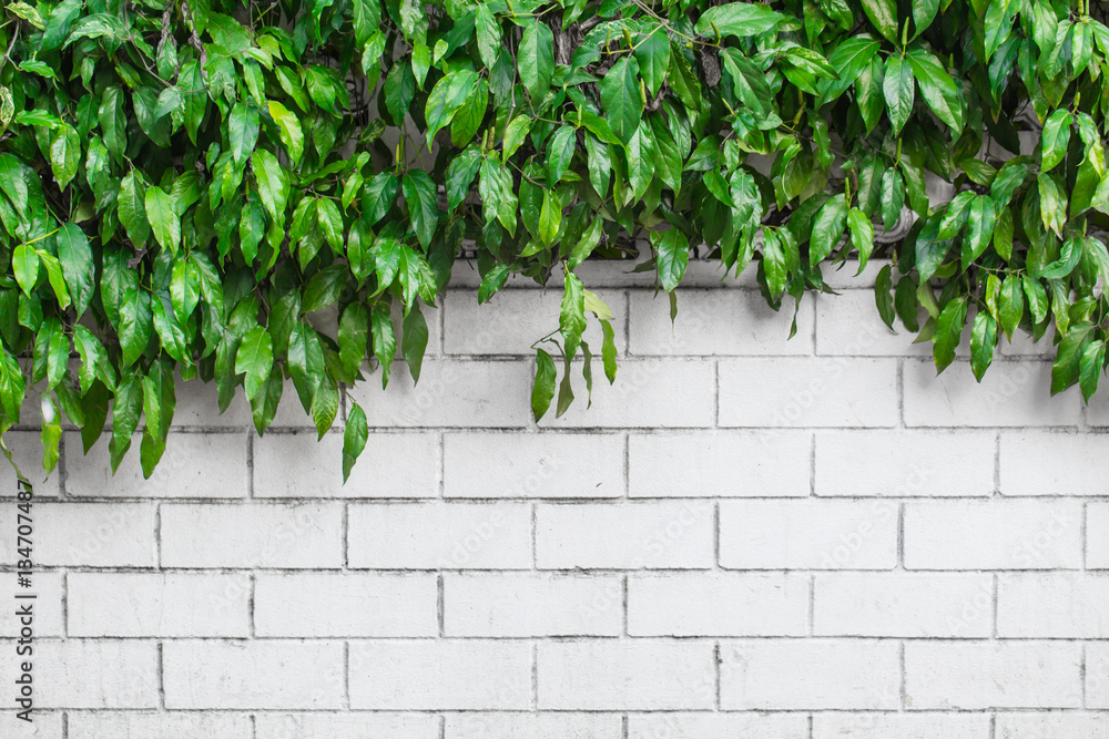 nature green leaf on white brick wall.