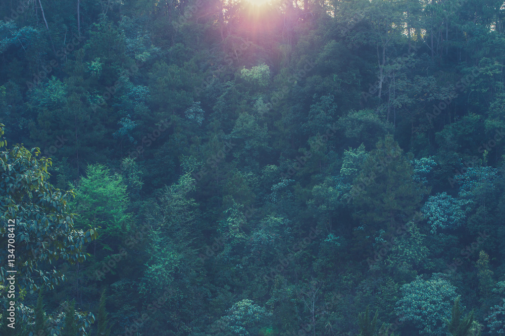 Obraz premium vintage natural forest wood background, green tree park with morning light.
