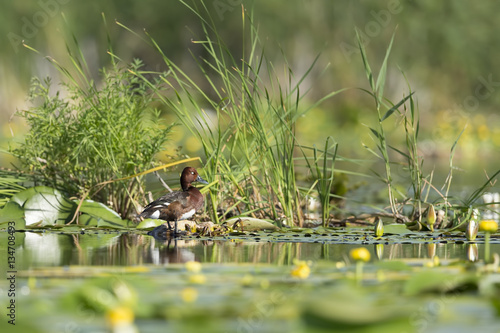 ferruginous duck