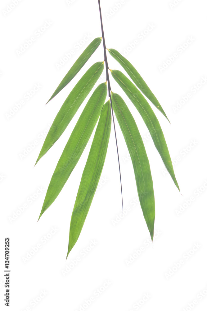 Fototapeta premium Bunch of bamboo leaves clipping on white background
