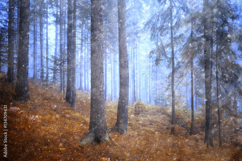 Dreamy rainy and snowy foggy conifer forest tree landscape. Color filter effect used.