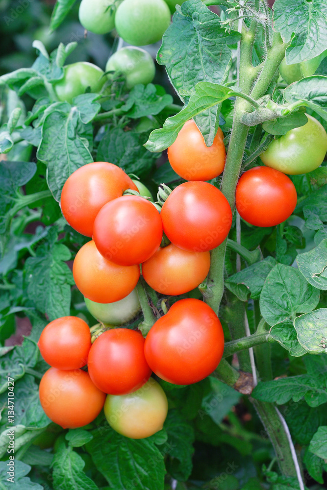Red tomato and leaf plant harvest