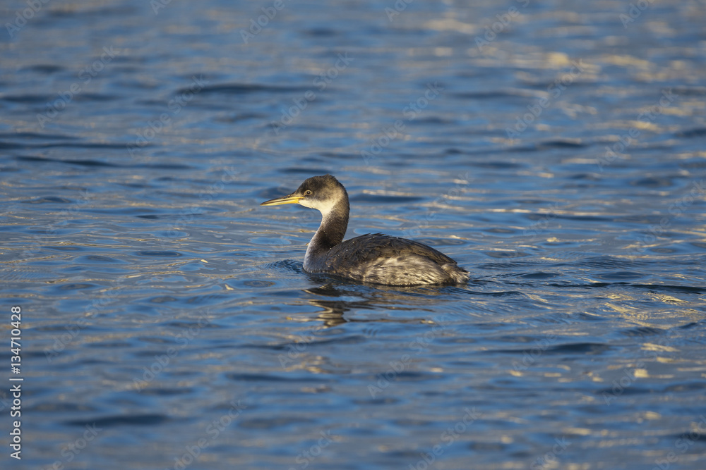 アカエリカイツブリ(Red-necked grebe) アカエリカイツブリ(Red-necked grebe)