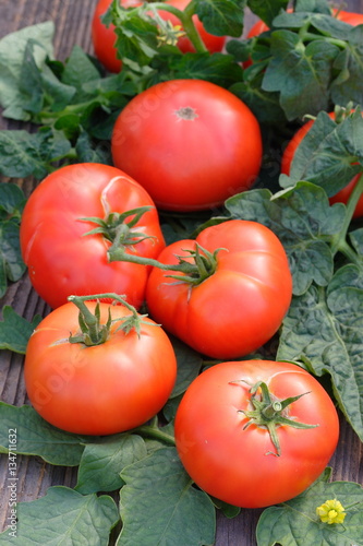 Many red tomatoes with leaves harvest