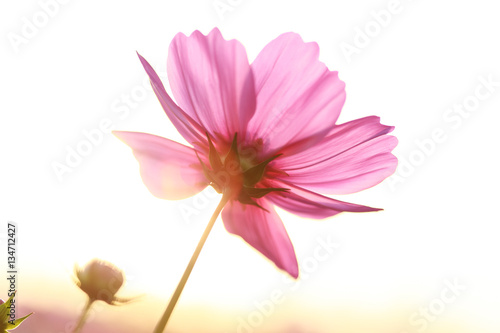 Cosmos flowers and sunlight, beauty in the garden