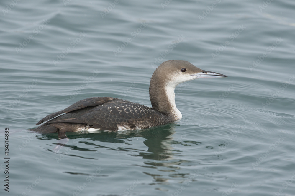 オオハム(Gavia arctica)