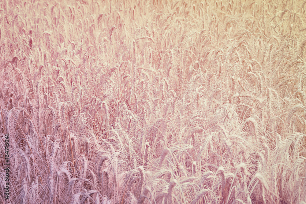 Fototapeta premium wheat field background, toned