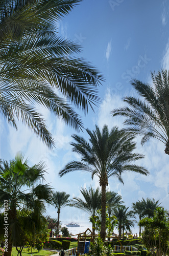 beautiful exotic garden with palm trees