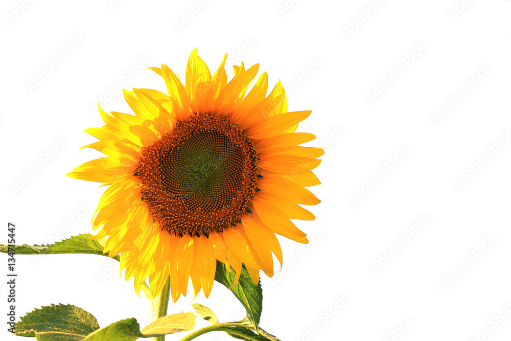 Sunflower with leaves isolated on white background. Sunflower with leaves isolated on white background.