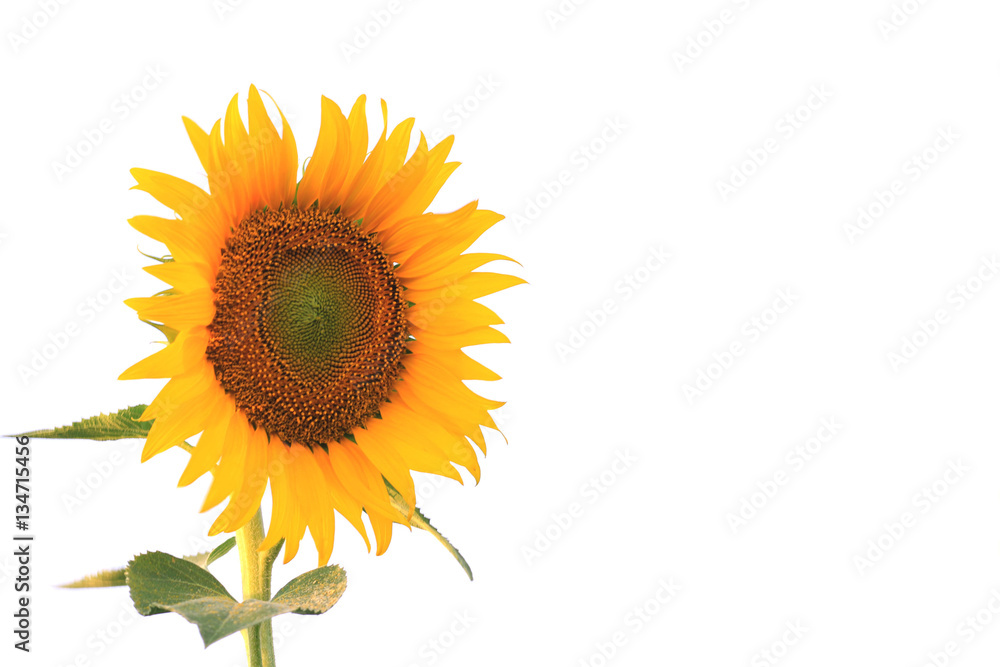 Obraz premium Sunflower with leaves isolated on white background.