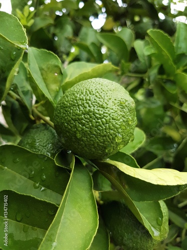 Green lemon in tree