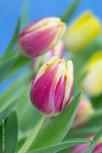 Tulips in flower Spring photographed using soft focus technique