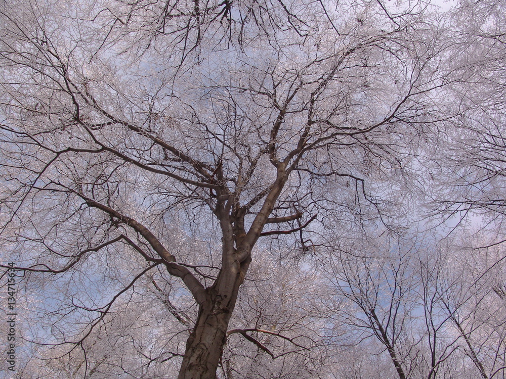 outdoor, forest, wood, nature, winter, tree, natural, seasonal, season, sky, high, snowy, daylight, white, below, scenic, scenery, background, snow, light, silhouette, plant, day, trunk, bright, black outdoor, forest, wood, nature, winter, tree, natural, seasonal, season, sky, high, snowy, daylight, white, below, scenic, scenery, background, snow, light, silhouette, plant, day, trunk, bright, black
