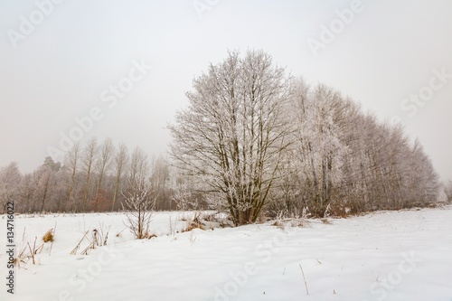 Winter landscape with trees and field © milosz_g