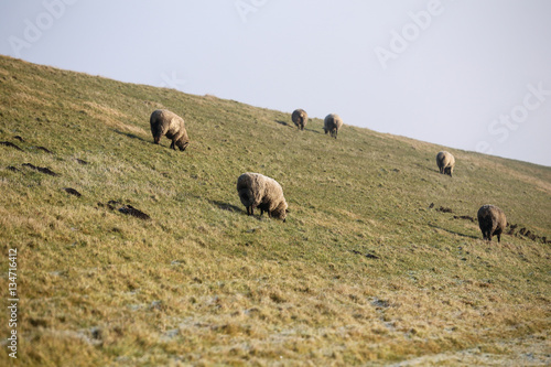 nordsee photo