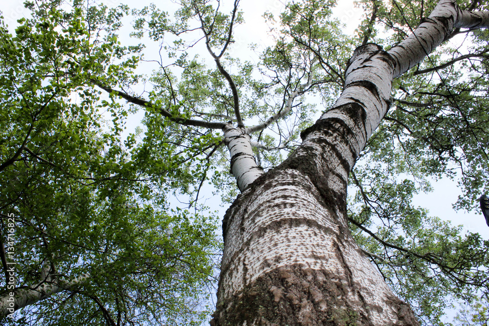 Fototapeta premium forest