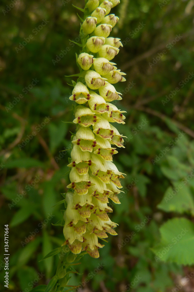 Fototapeta premium Digitale appenninica (Digitalis lutea) - infiorescenza