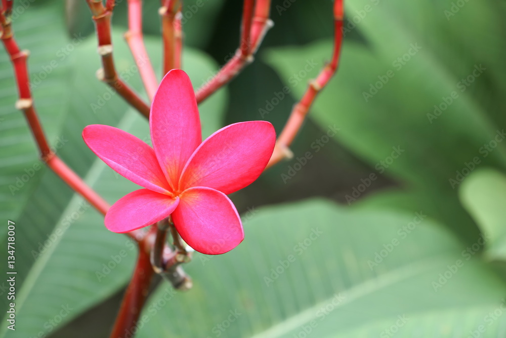 Fototapeta premium plumeria flower pink selective focus or desert rose beautiful 