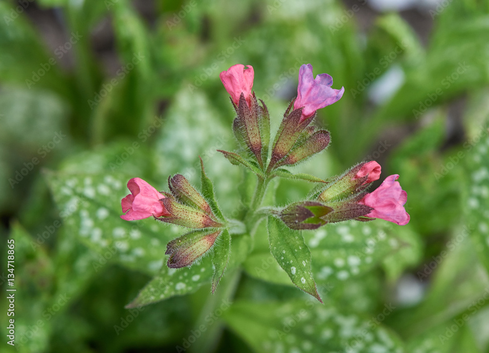 Lungwort Flower in the Garden