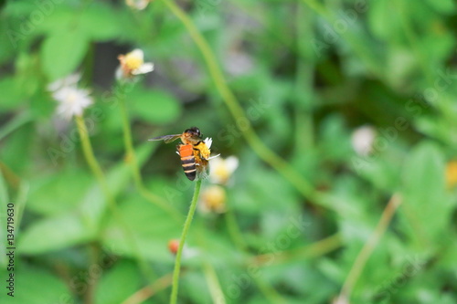 Bee on white flower collecting pollen suck nectar © pramot48
