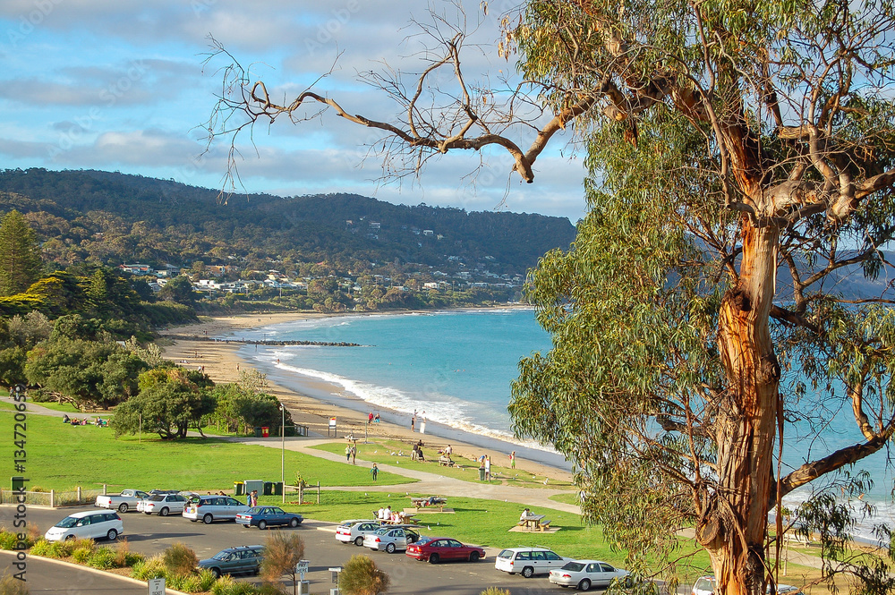 Gum tree and beach in Lorne, Victoria, Australia