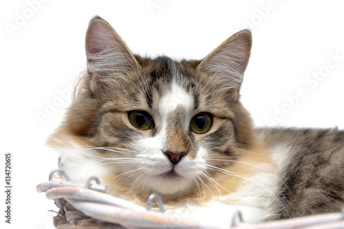 portrait of fluffy cat on a white background