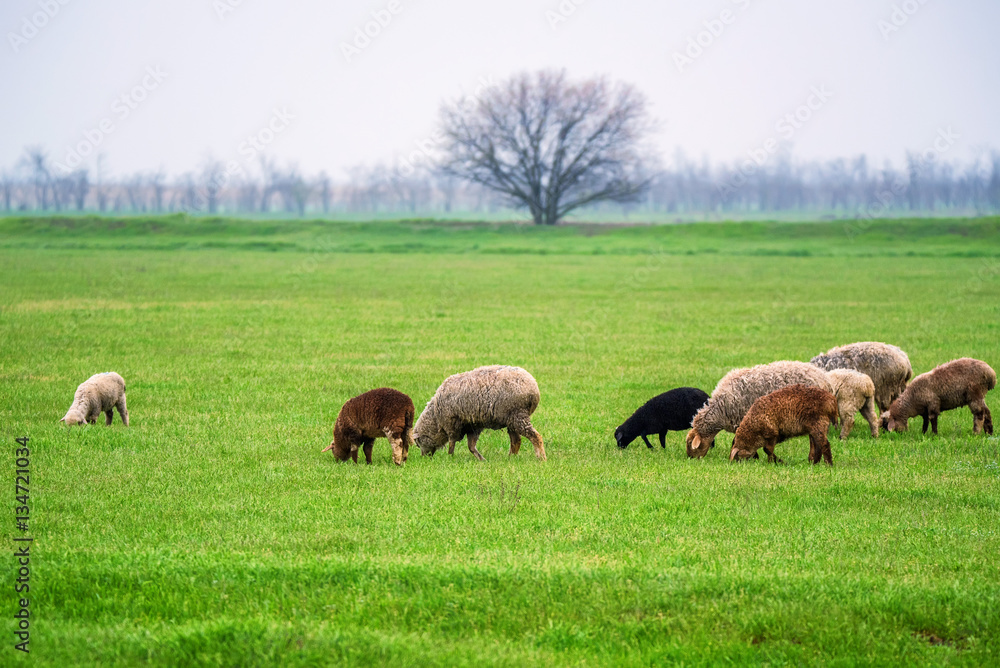 Flock of sheep grazes on a pasture