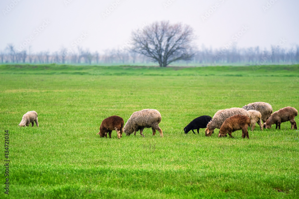 Flock of sheep grazes on a pasture Flock of sheep grazes on a pasture