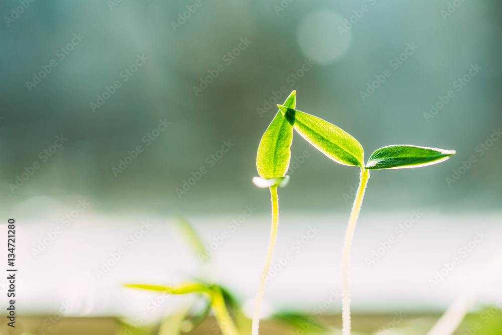 Two Green Sprouts With Leaf, Leaves Growing From Soil. Spring, Two Green Sprouts With Leaf, Leaves Growing From Soil. Spring,
