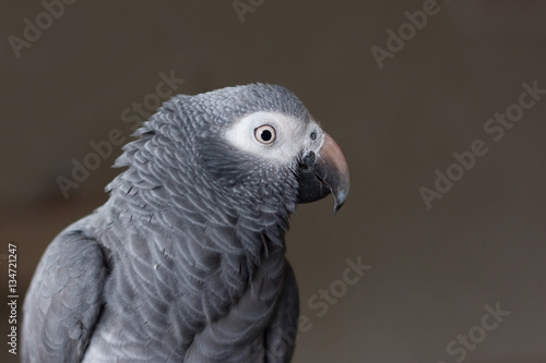 African timneh grey parrot