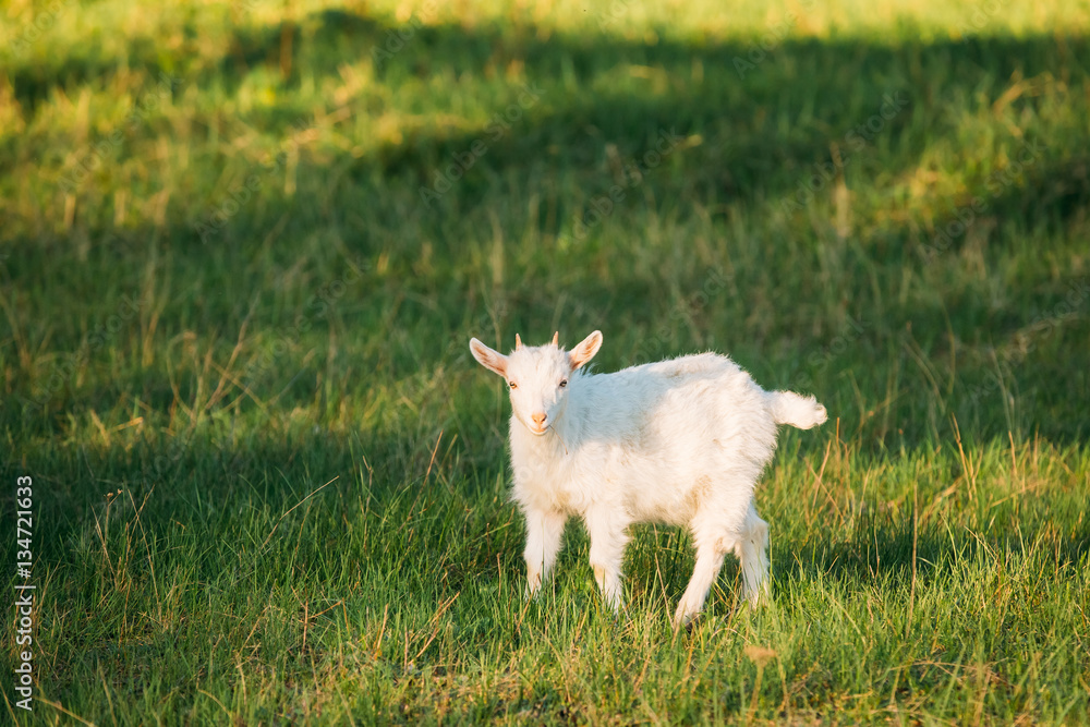 Kid Goat Grazes On Green Summer Grass On A Sunny Day. Goat Eating Kid Goat Grazes On Green Summer Grass On A Sunny Day. Goat Eating