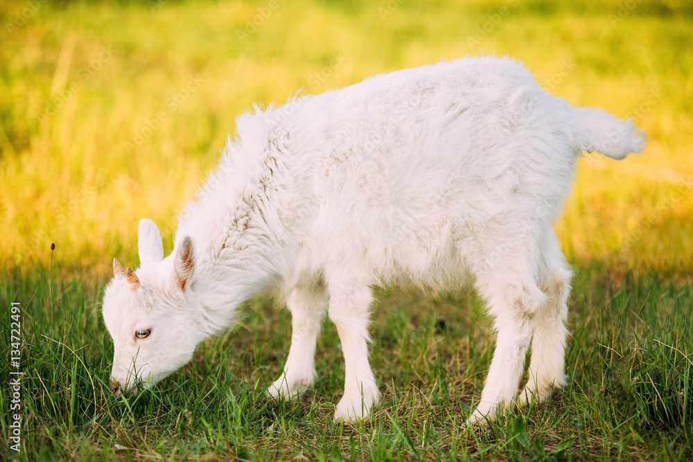 Kid Goat Grazes On Green Summer Grass On A Sunny Day. Goat Eating Kid Goat Grazes On Green Summer Grass On A Sunny Day. Goat Eating