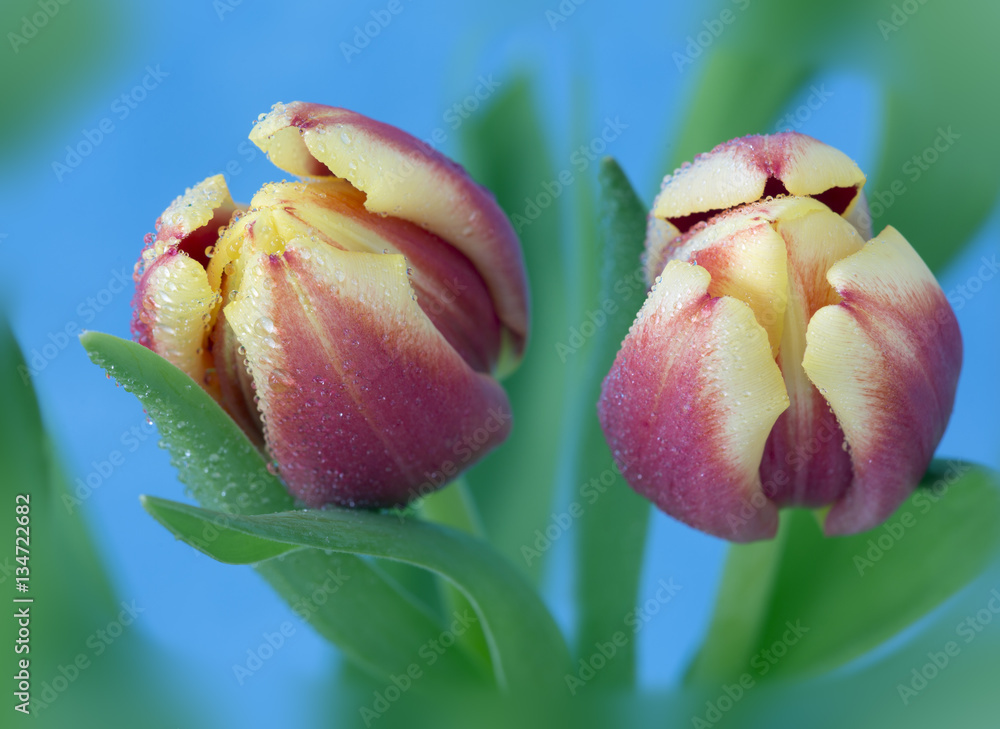 Fototapeta premium Tulips in flower Spring photographed using soft focus technique