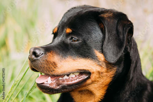 Young Black Rottweiler Metzgerhund Puppy Dog Play In Green Grass