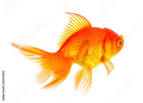 gold fish isolated on white background