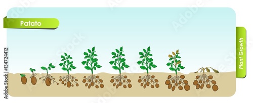 Есо patato grows from the seed stage plant growing