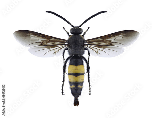 Wasp Scolia galbula (male) on a white background