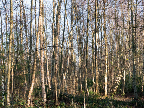 Fototapeta Naklejka Na Ścianę i Meble -  Silver birch trees on a sunny blue winters day in a park in Manchester