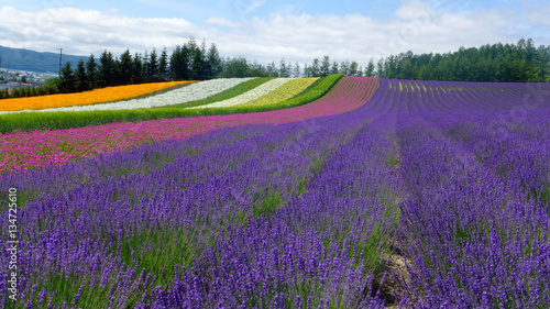 lavender field and another flower field   nature background