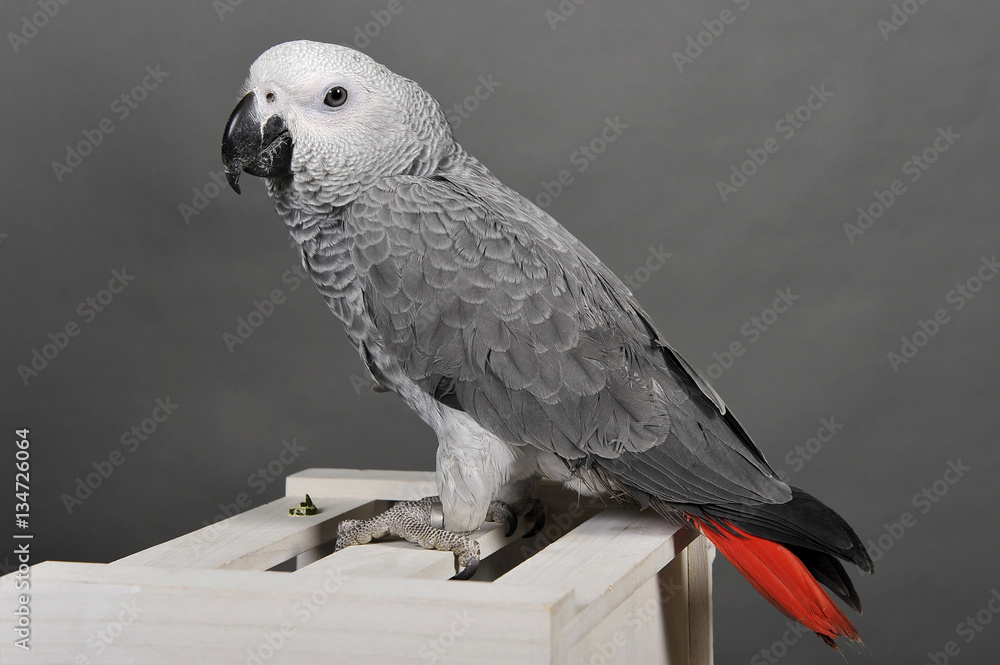Obraz premium perroquet gris du gabon