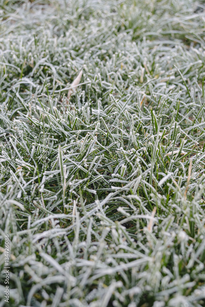 Frozen green grass Frozen green grass