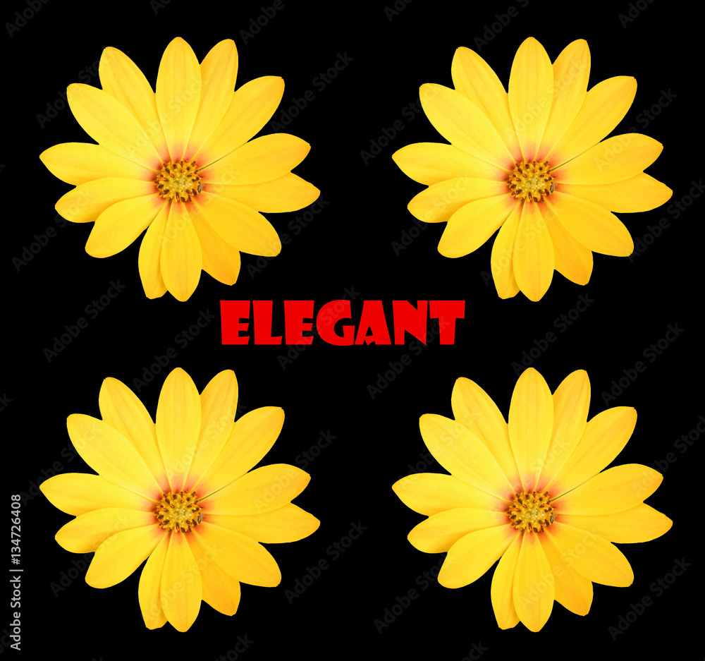 Abstract Floral Scene Abstract Floral Scene