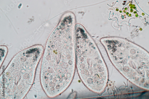 Paramecium caudatum is a genus of unicellular ciliated protozoan and Bacterium under the microscope.(soft focus) photo