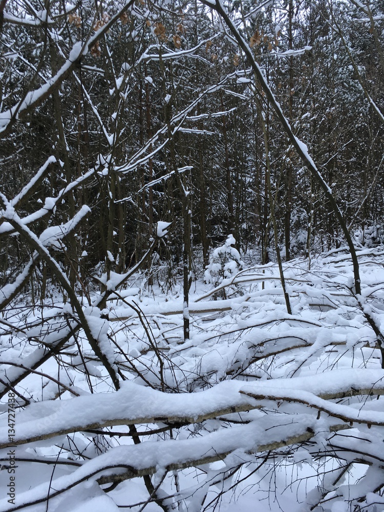 Fototapeta premium Nature in winter