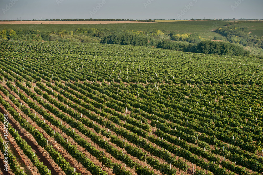 panoramic view of the vineyards fields