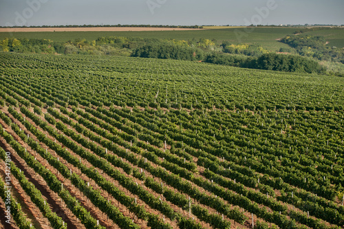 panoramic view of the vineyards fields